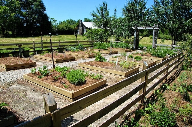 Vegetable garden desin with metal caving